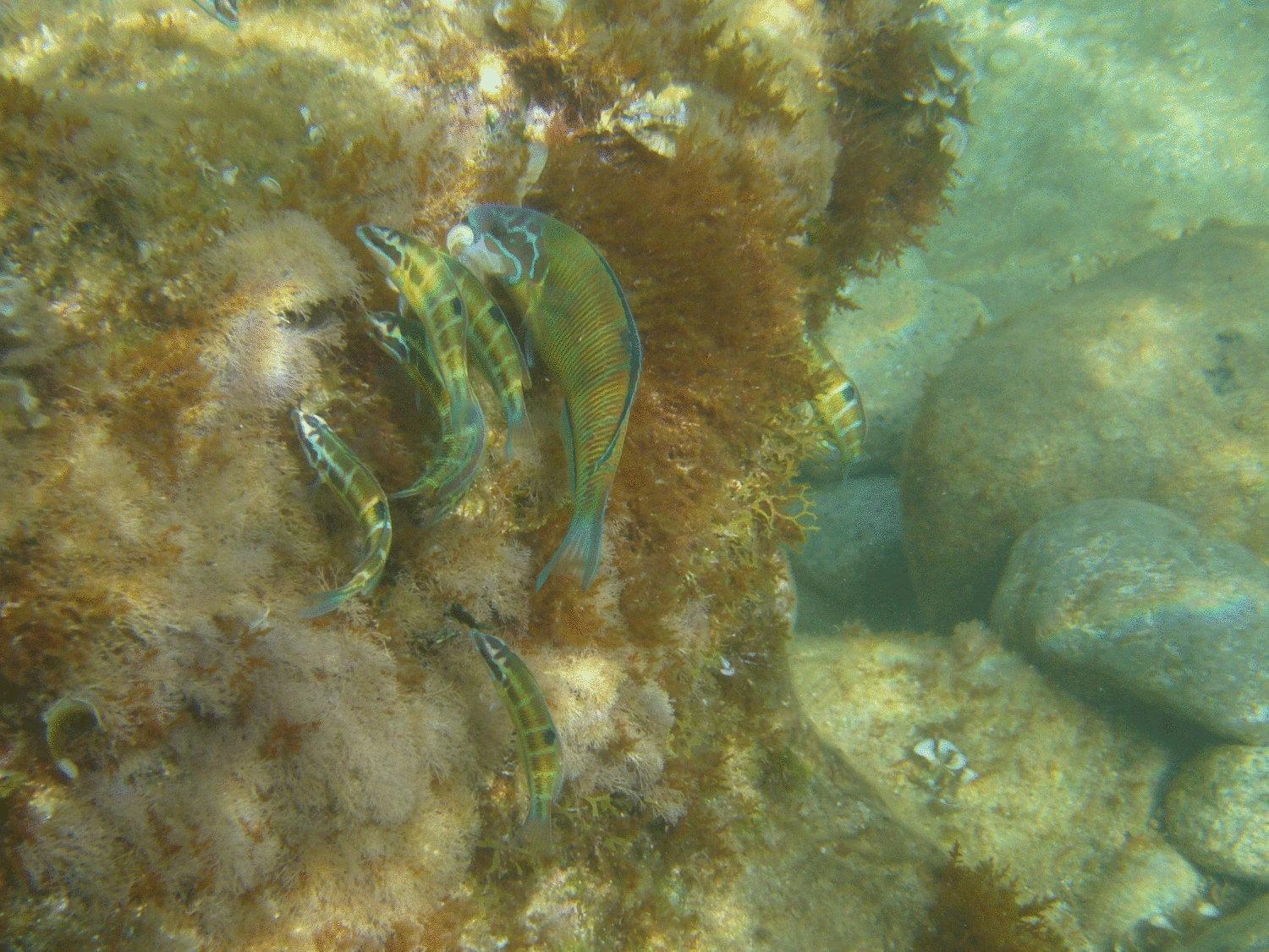 Hotel Virgilio Tropea Exteriör bild